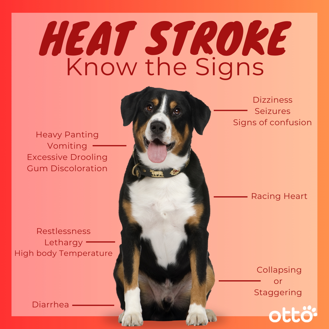 Signs Of Heat Stroke in Dogs.png
